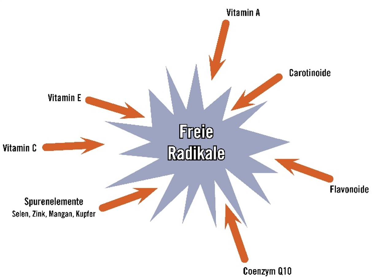 Abb. 2: Antioxidanzien die in der Lage sind, überschüssige freie Radikale zu neutralisieren.